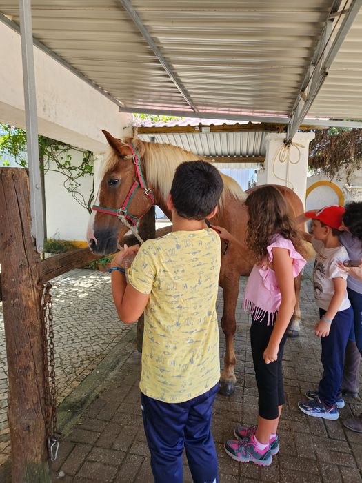 Festas de aniversário , com  contacto com cavalos