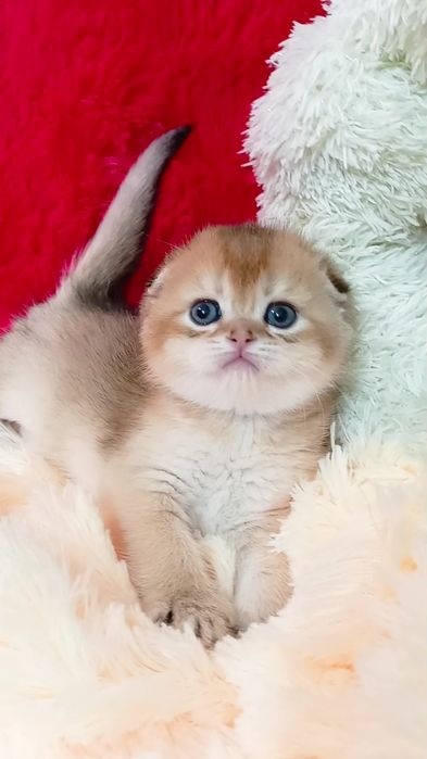 Классная вислоухая девочка золотая шиншилла