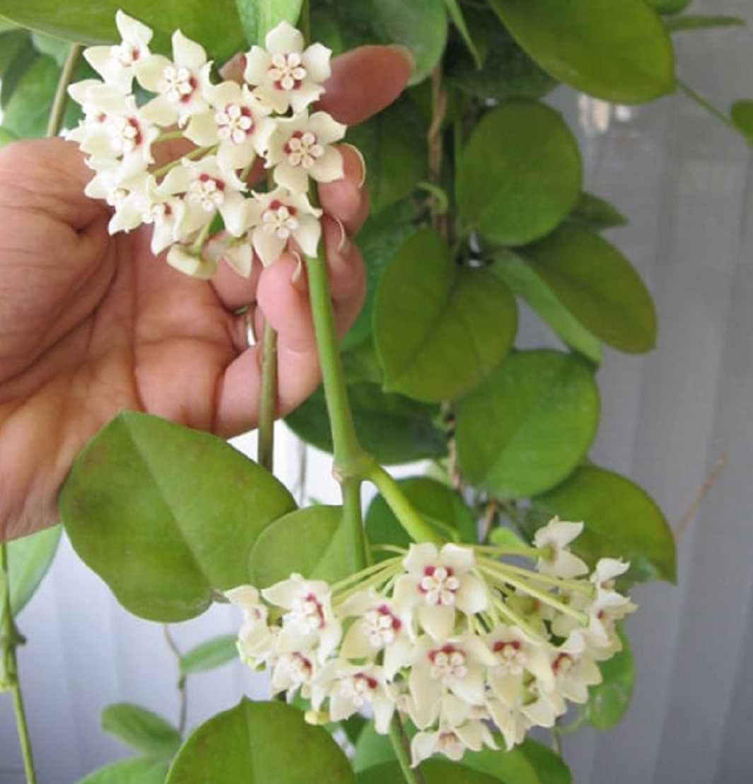 Hoya Australis roślina pnąca ukorzeniona hoja hoia kwitnąca