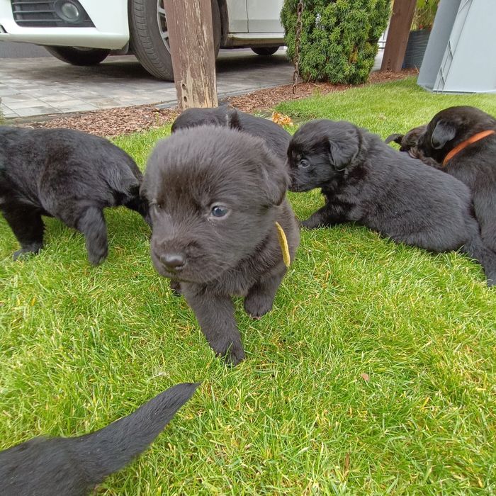 Oddam pieski 6 suczek labrador szpic szuka ciepłego domu