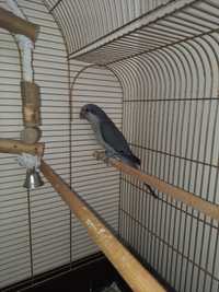 Papuga 5 miesięcy