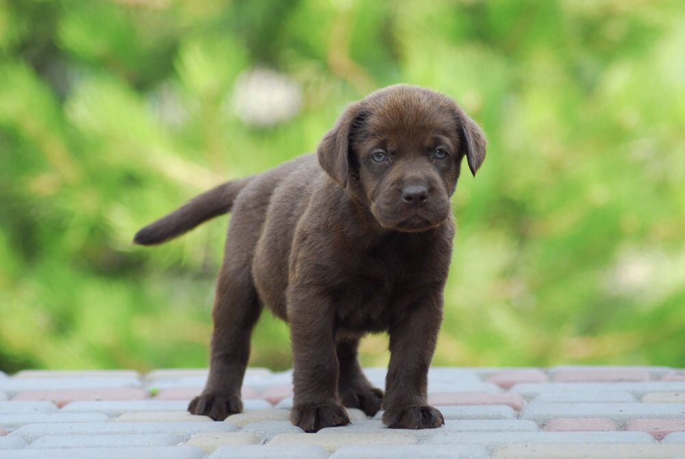 Лабрадор ретривер крутой малыш.
