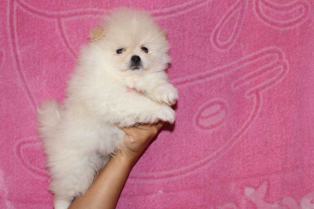 Кремові дівчинка та хлопчик Померанські Цверг Шпіци.