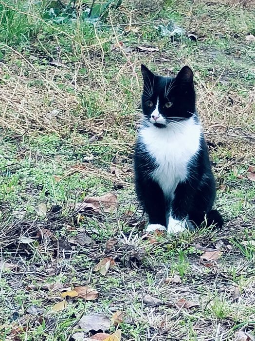 Котята ищут новый дом и доброе сердце