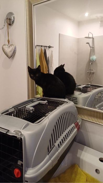 Janek Ogrodnik szuka swojego domu! nie musi być z ogrodem ;)