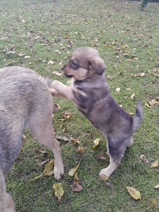 Oddam za darmo w dobre ręce szczeniaka