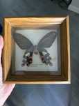 Borboleta genuína emoldurada
