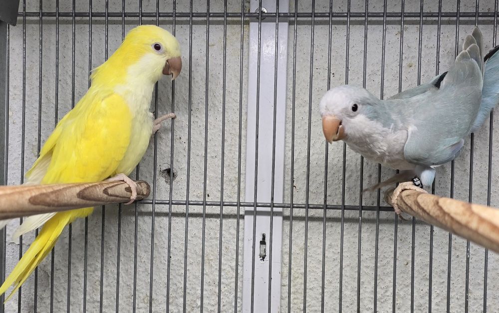 Conures amarelos e azuis