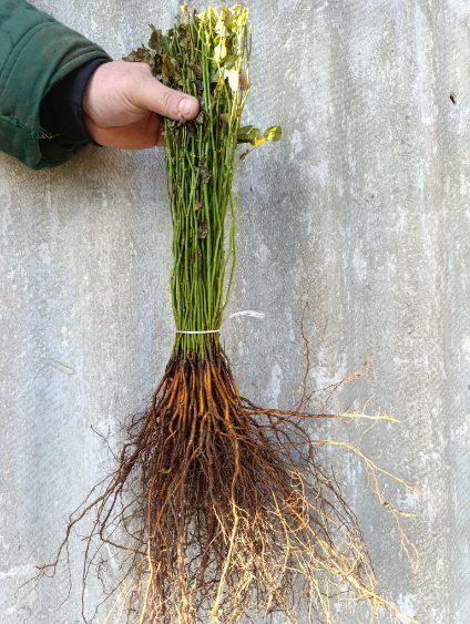 Podkładka róż Multiflora Erecta