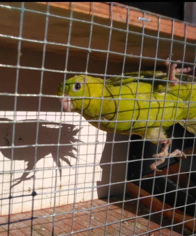 Papuga falista zielona samiczka