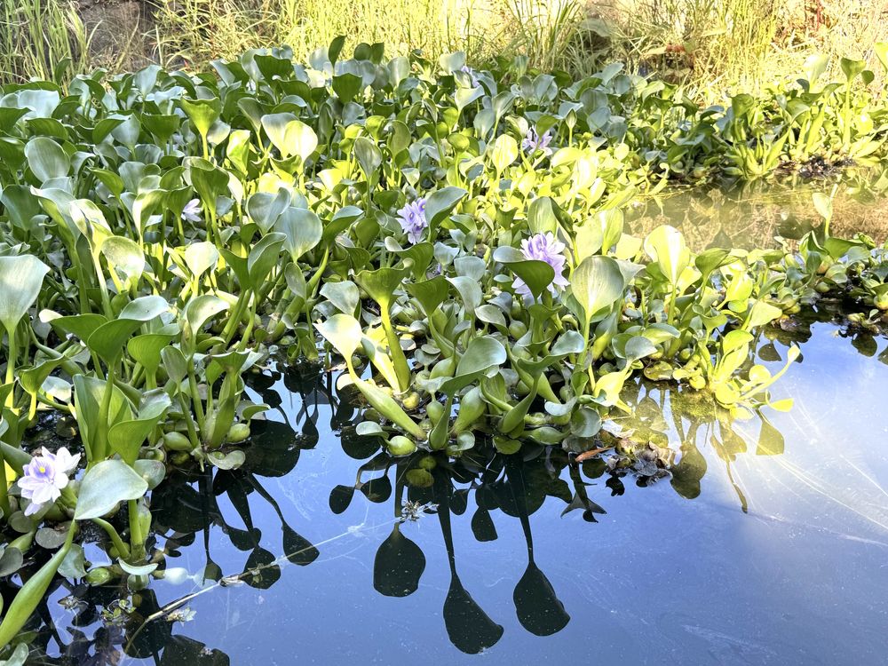 Plantas flutuantes de lago - aquário