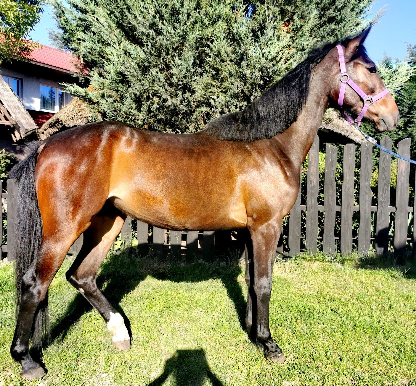 Klacz (Comandor x Lomitas)