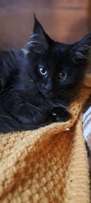 Кошенята Мейн -кун .Чарівні дітки