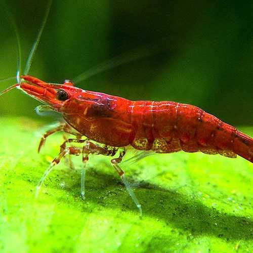 Krewetka SAKURA RED - Neocaridina - Caridina - dowóz, wysyłka