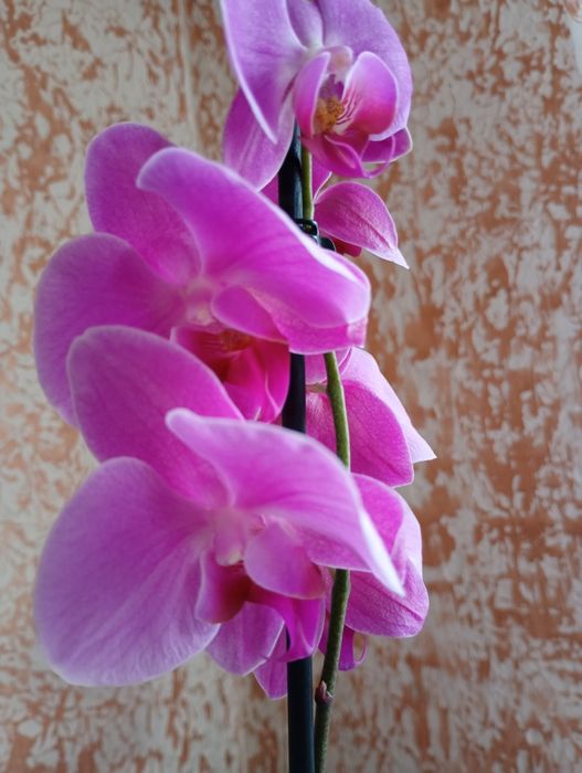 Орхідея рожева квітуча
