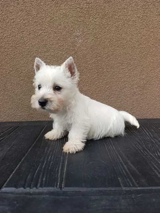 West Highland White Terrier