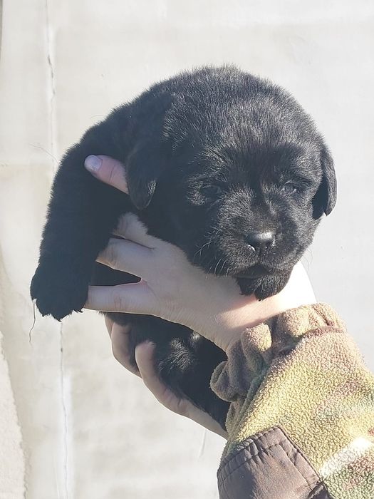 Лабрадор -ретривер _ чистокровні цуценята шукають дім
Ось приклад