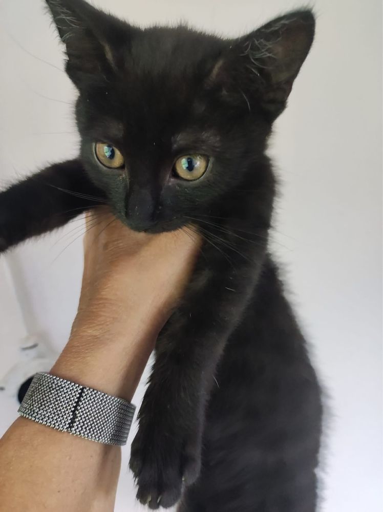 Edi i Fredi kot koty kociaki kotki do adopcji oddam za darmo