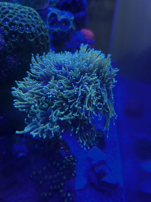 Euphyllia Dragon Soul
