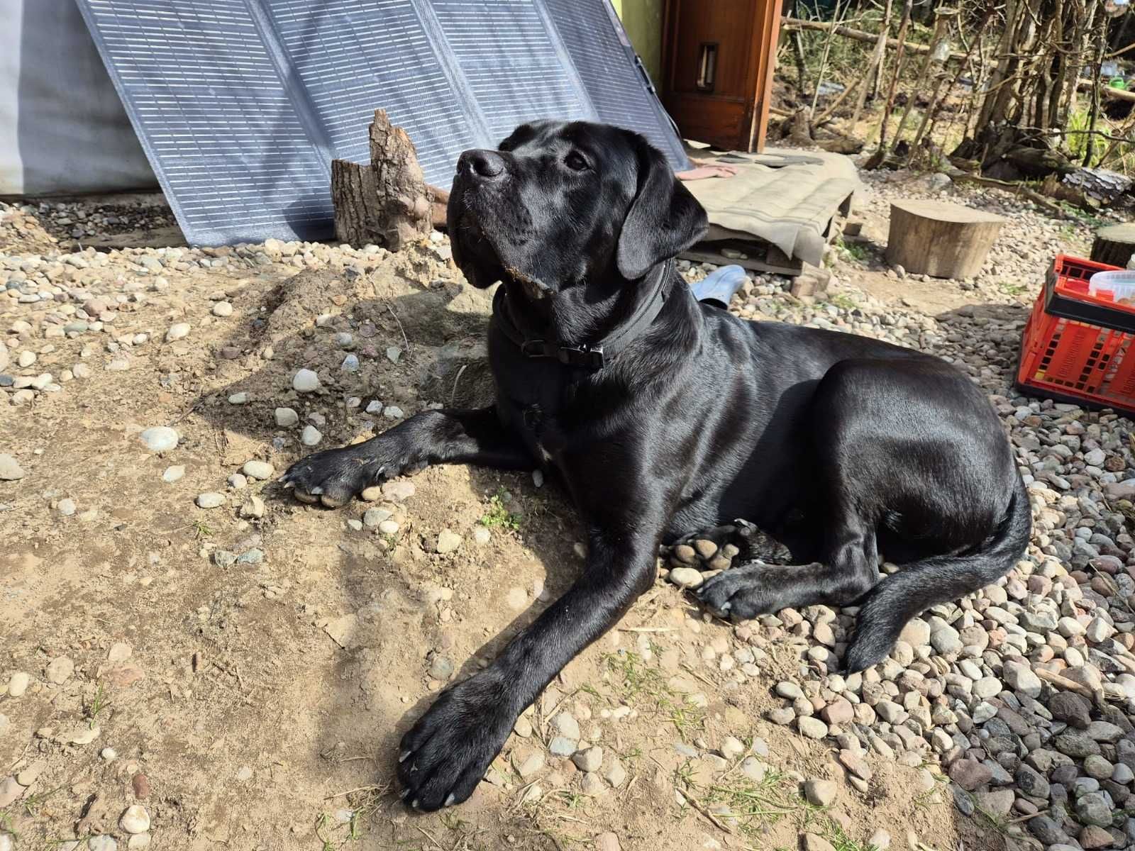 Przepiekny szczeniak Cane Corso Italiano szuka kochajacej rodziny