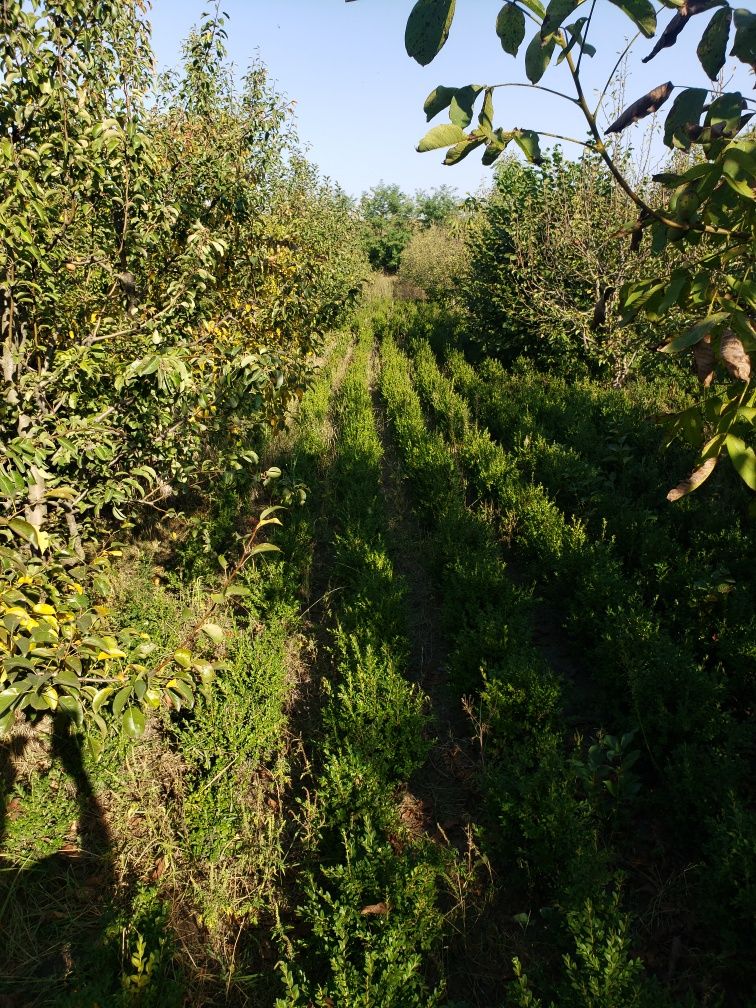 Самшит, декоративні рослини, озеленення