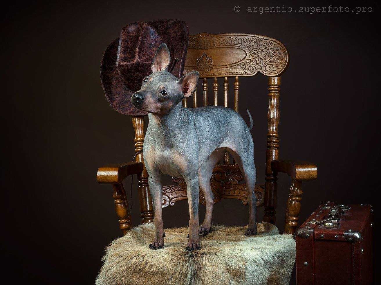 American Hairless Terrier Nagi pies - Wyjątkowy super chłopczyk -ZKwP