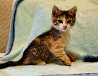 Cudna, 2 miesięczna Emi do adopcji