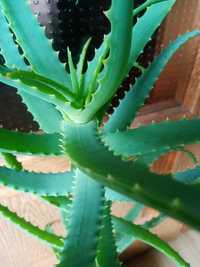 Aloes leczniczy 80 cm