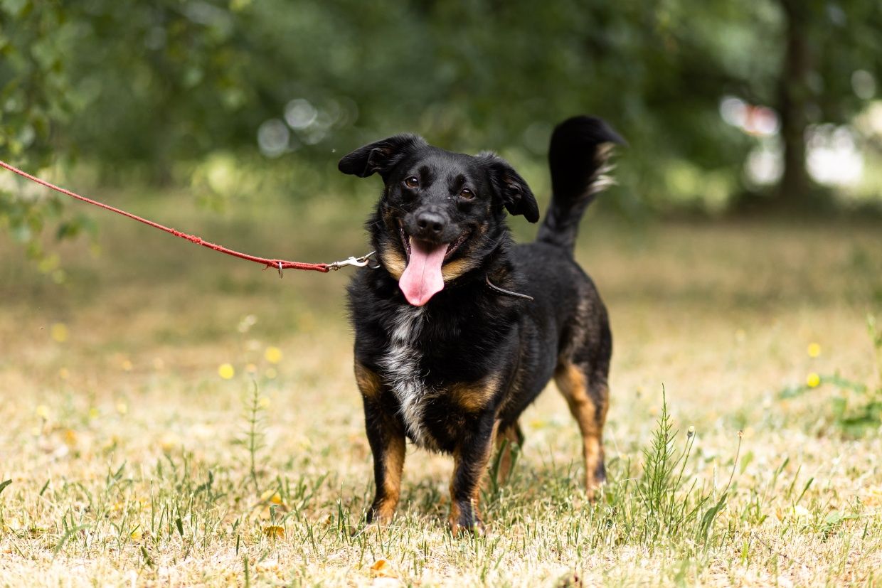 Rocky - mikropsiak, 3 lata, do adopcji