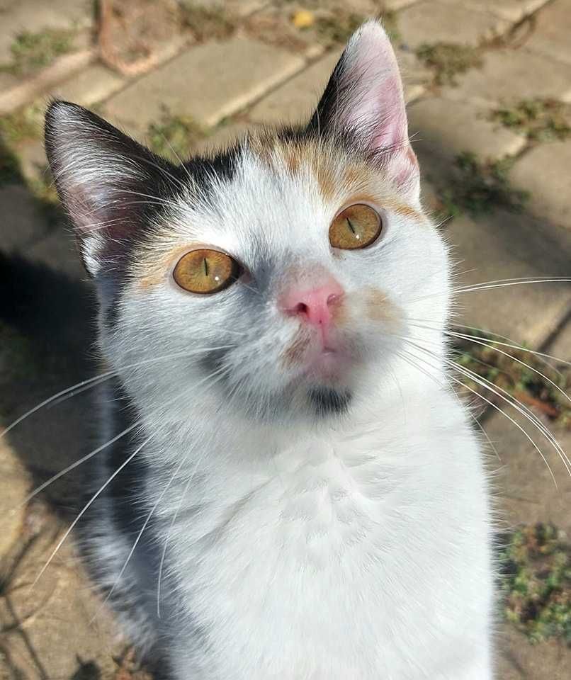 Śliczna i charakterna Trisia Monisia poleca się do adopcji!