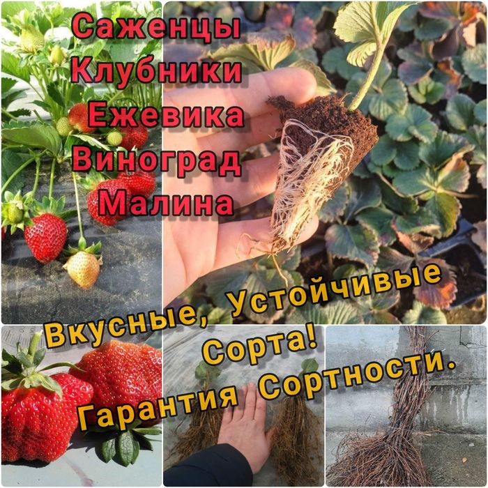 Рассада клубники – ранние, средние, поздние сорта. Доставка! Саженцы