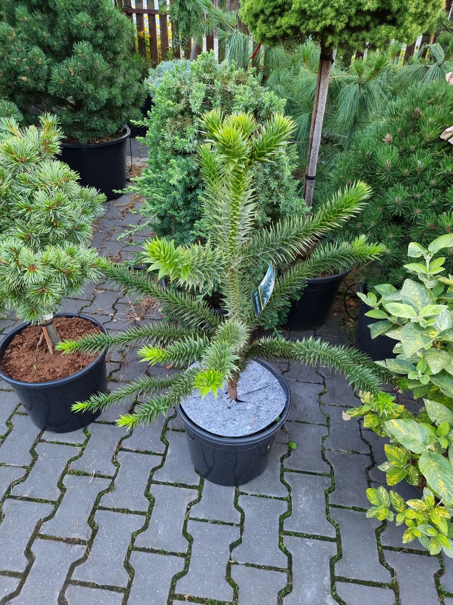 Krzewy ozdobne formowane Niwaki BONSAI rośliny ozdobne Drzewa