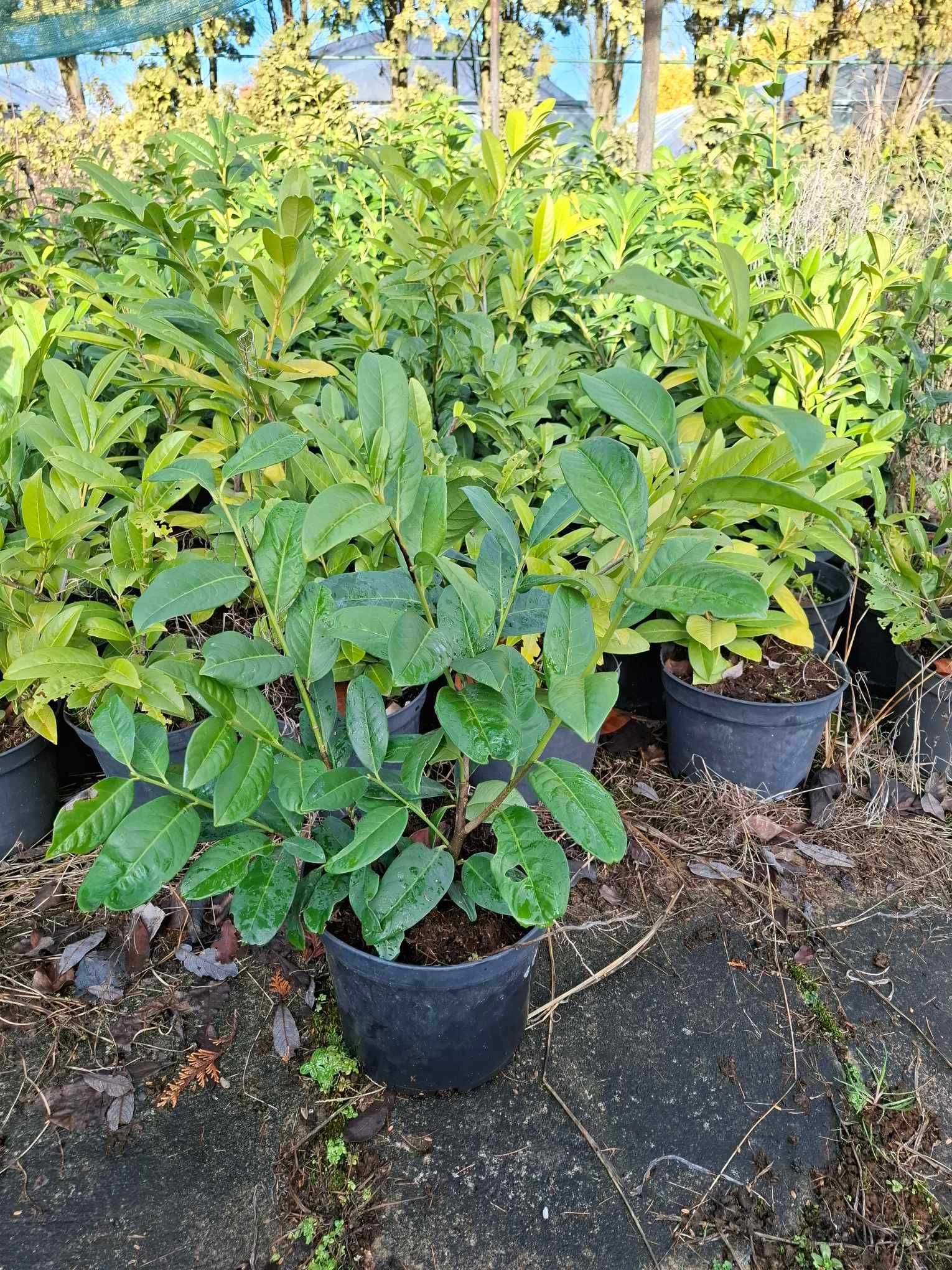 laurowiśnia wschodnia`Etna`, Prunus laurocerasus `Etna`