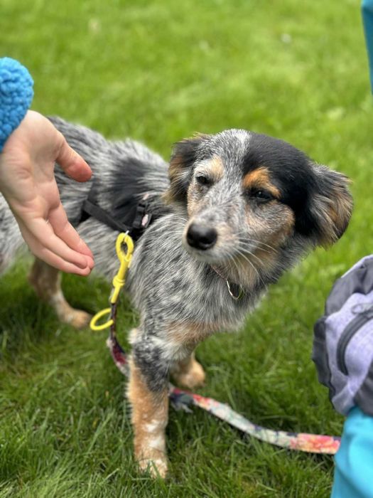 Dwa przecudne maluchy szczeniaki czekają na dom