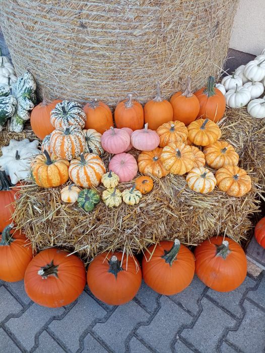 Zestaw dyń dynie ozdobne