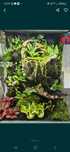 Terrarium tropikalne 40x40x60