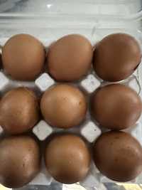 Ovos de galinha biologicos/caseiros