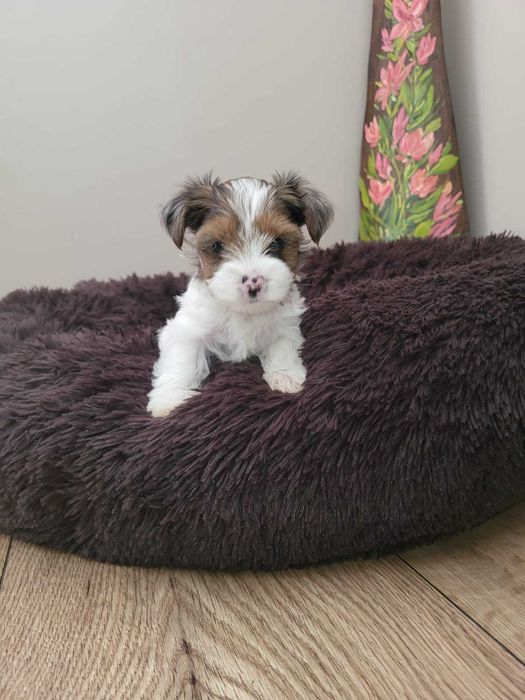 Yorkshire terrier Blueberry  dziewczynka.