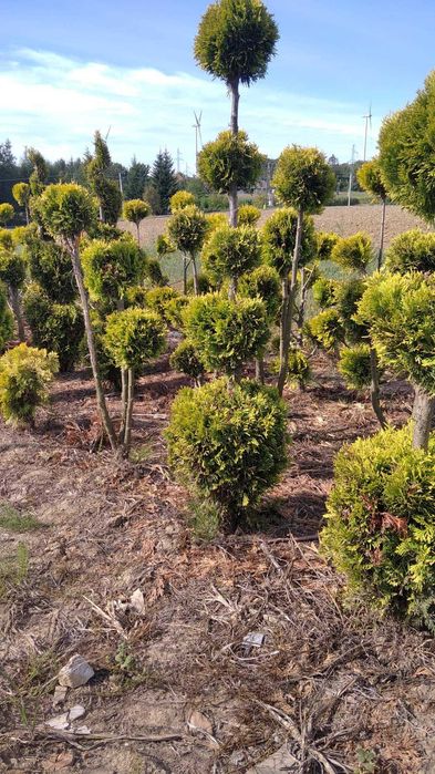 Tuja,Szmaragd,Bonsai,Spirale-P9-P11,60-200cm,prunus,irga