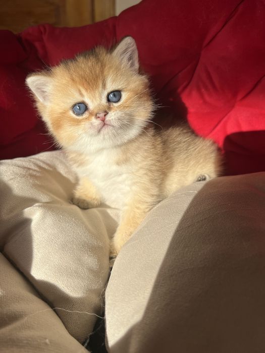 Британський котик bri by 11