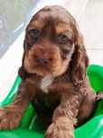 Piesek Cocker Spaniel