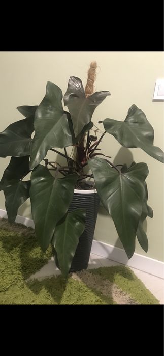Філодендрон Дарк Лорд.
