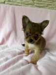 Chihuahua piesek