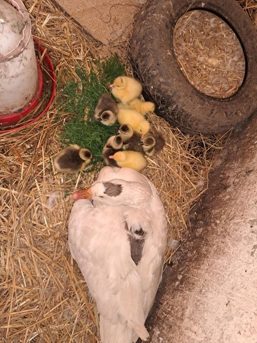 Gesi ekologiczny chów