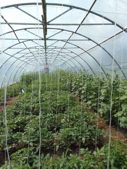 Продається домогосподарство у селі Вільшаниця (Івано-Франківська обл.)