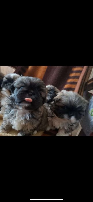 Pekińczyki szukają nowego domu ! 3 pieski 1 suczka !