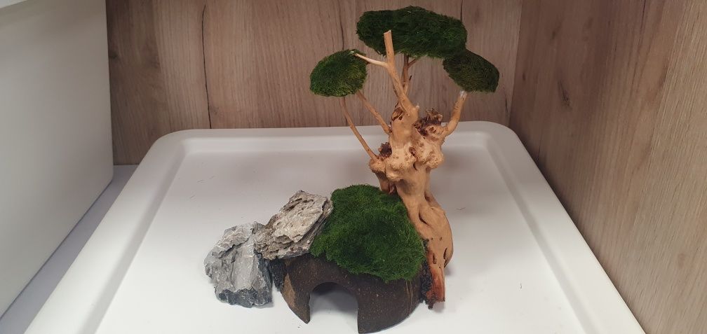 Rośliny akwariowe  bonsai plus korzeń