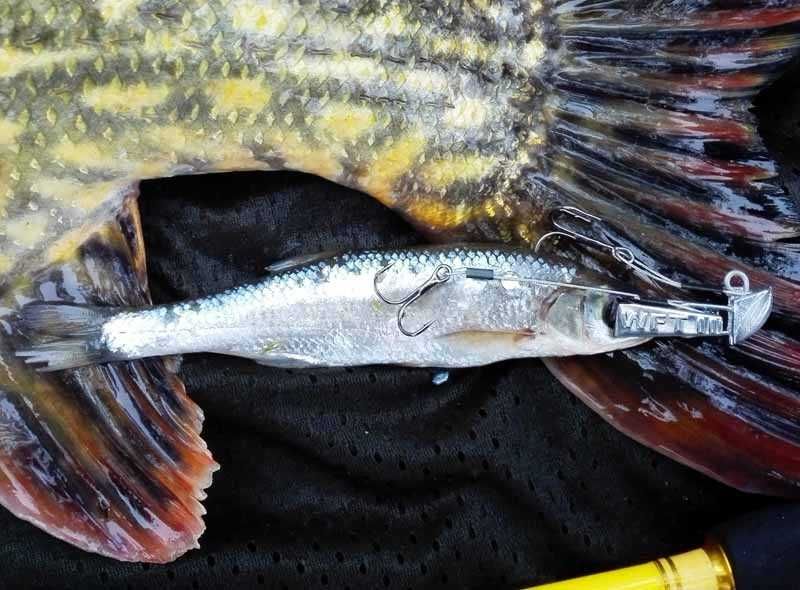 Zestaw spiningowy do martwej rybki i fileta