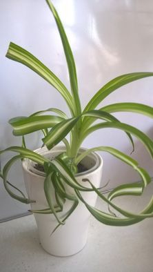 хлорофитум кудрявый Бонни Chlorophytum «Bonnie»