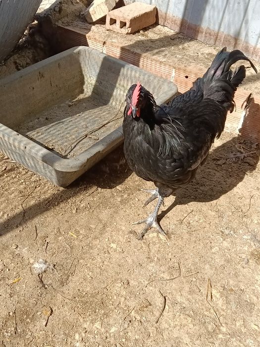 Galo Jersey gigante negro ( ou troco por fêmea)